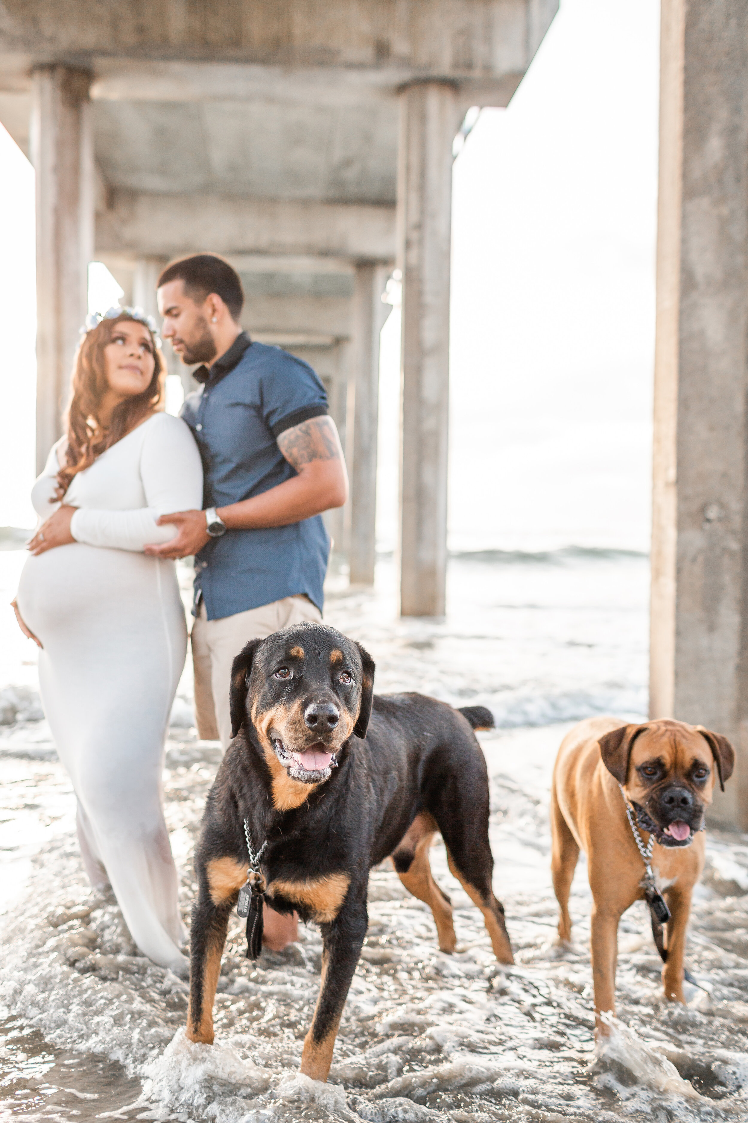 Dogs in Maternity Beach Session in San Diego