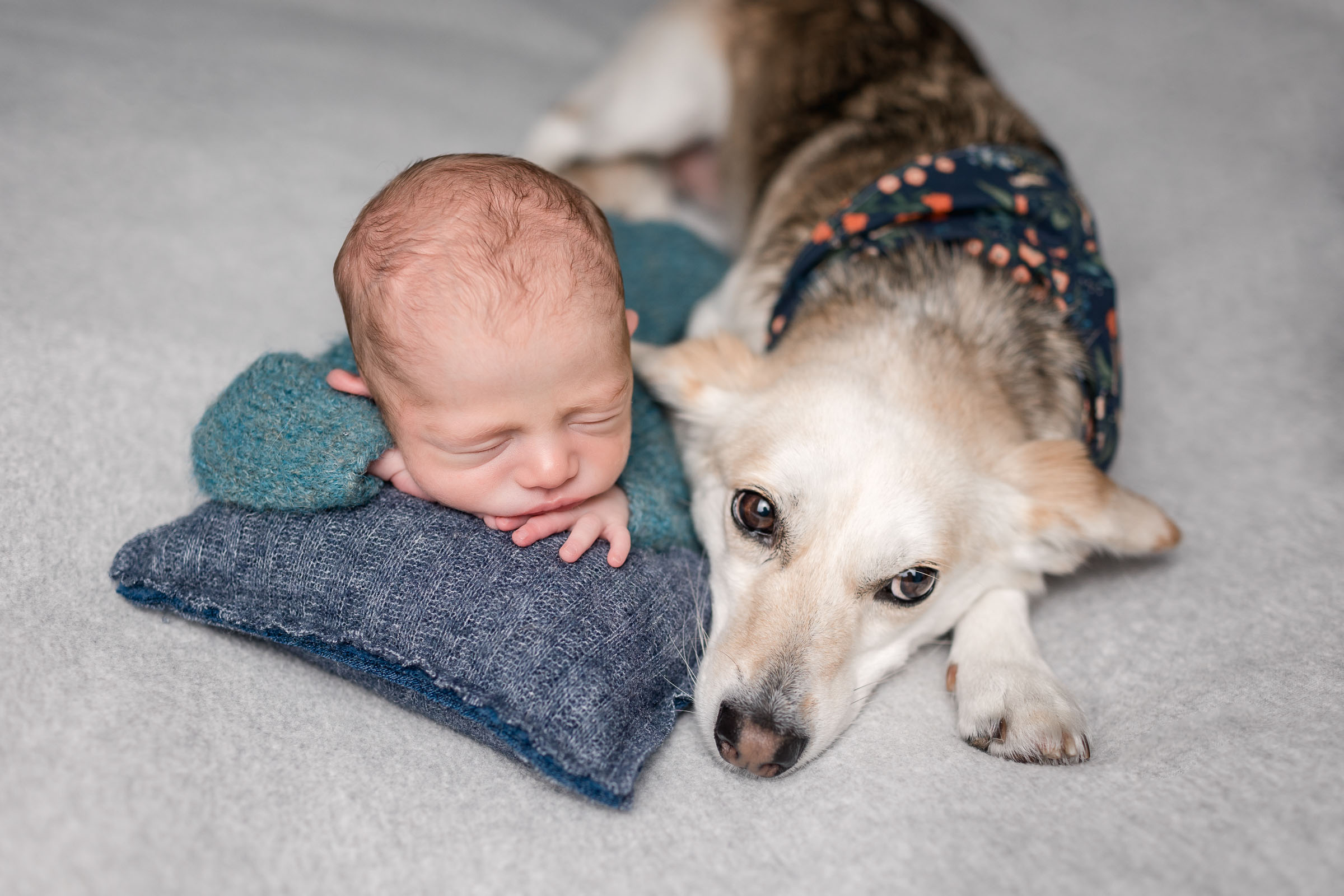 Innocent looking dog with big eyes laying down next to sleeping newborn baby for newborn pictures in San Diego