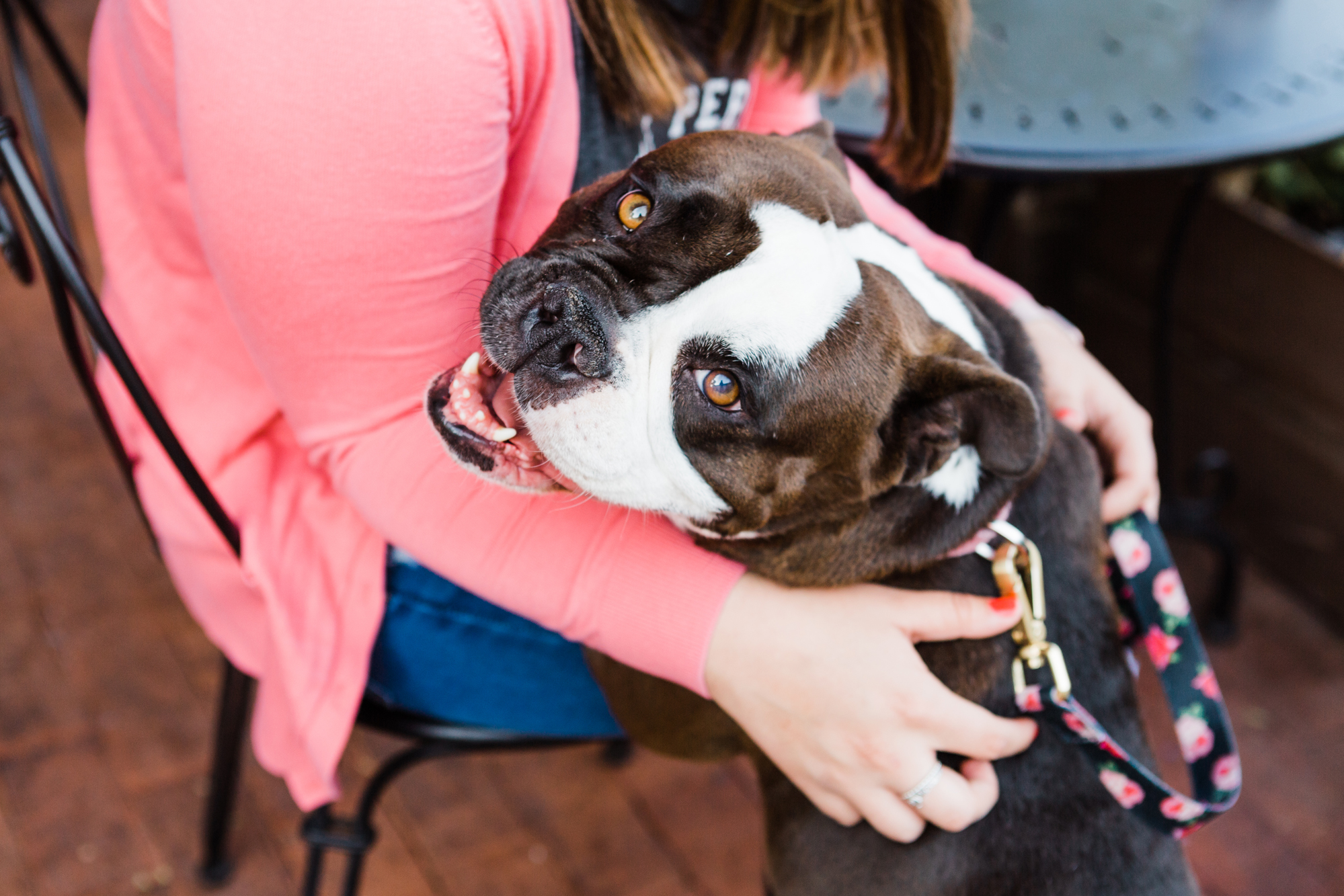 English Bulldog Rescue Portrait Session