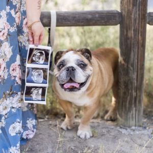 San Diego Maternity Photographer shares her pregnancy announcement with help from her English bulldog 