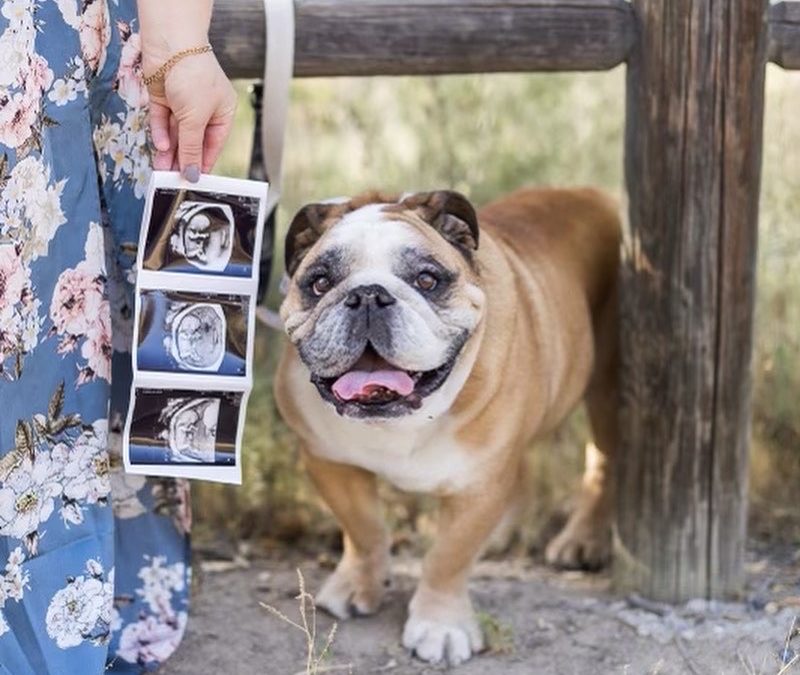 San Diego Maternity Photographer shares her pregnancy announcement with help from her English bulldog
